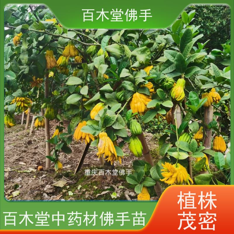 百木堂 巴 中佛手 造型优美 易成活 用于室内外盆景