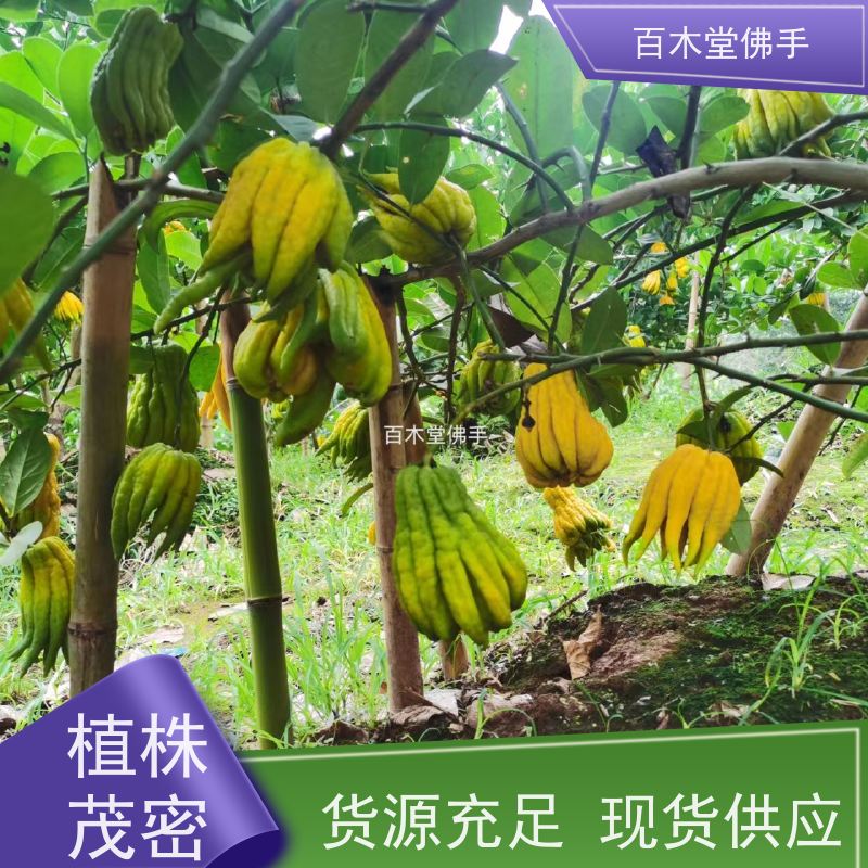 百木堂 宜 宾佛手 适用性强 规格齐全 种苗基地直供 