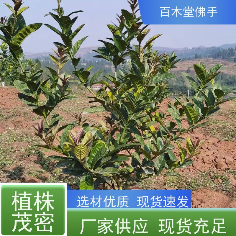 百木堂 铜 梁佛手 适用性强 规格齐全 中药材种植基地 
