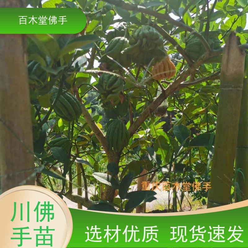 百木堂 潼 南佛手 树形丰富 成活率高 种苗基地直供 