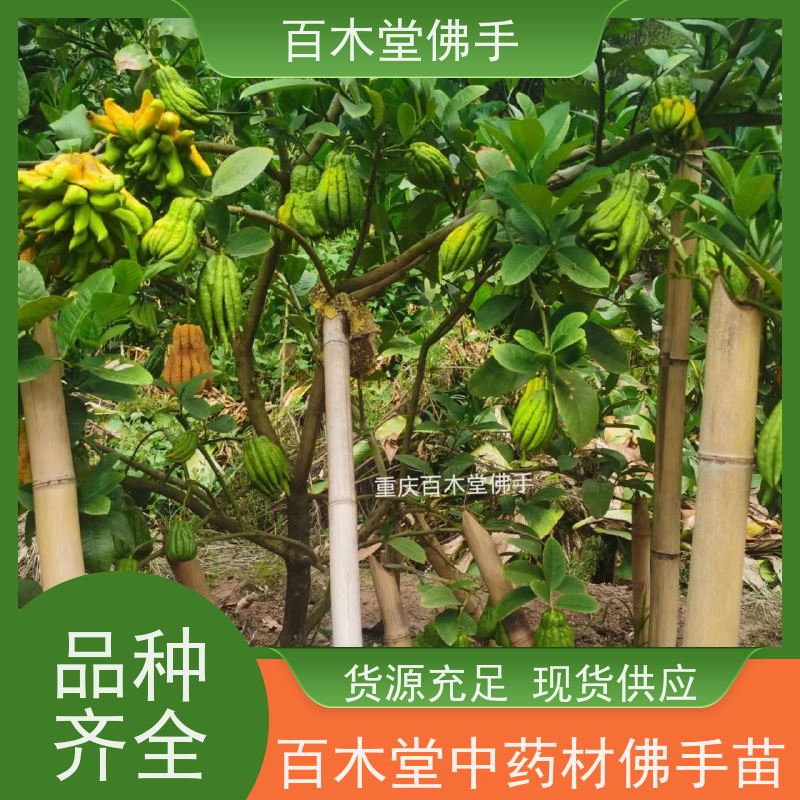百木堂 沪 州佛手 造型优美 易成活 用于庭院装饰