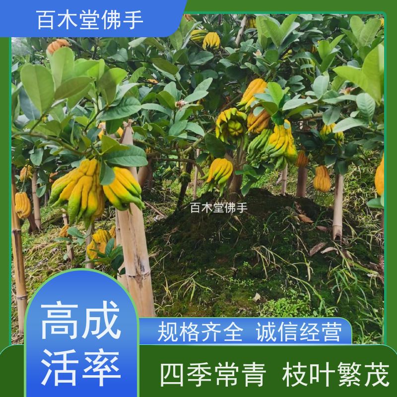 百木堂 成 都佛手 造型优美 易成活 中药材种植基地 
