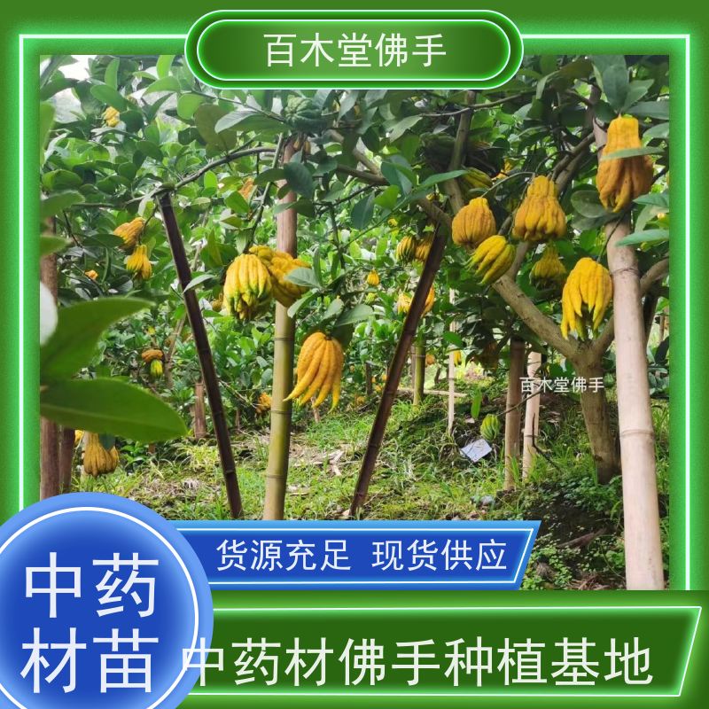 百木堂 中药材前景 枝叶紧密 美丽多姿 道路绿化行道苗