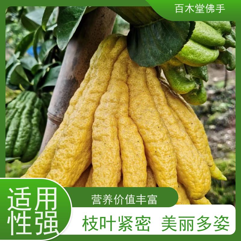 百木堂 中药材技术 造型优美 易成活 道路绿化行道苗