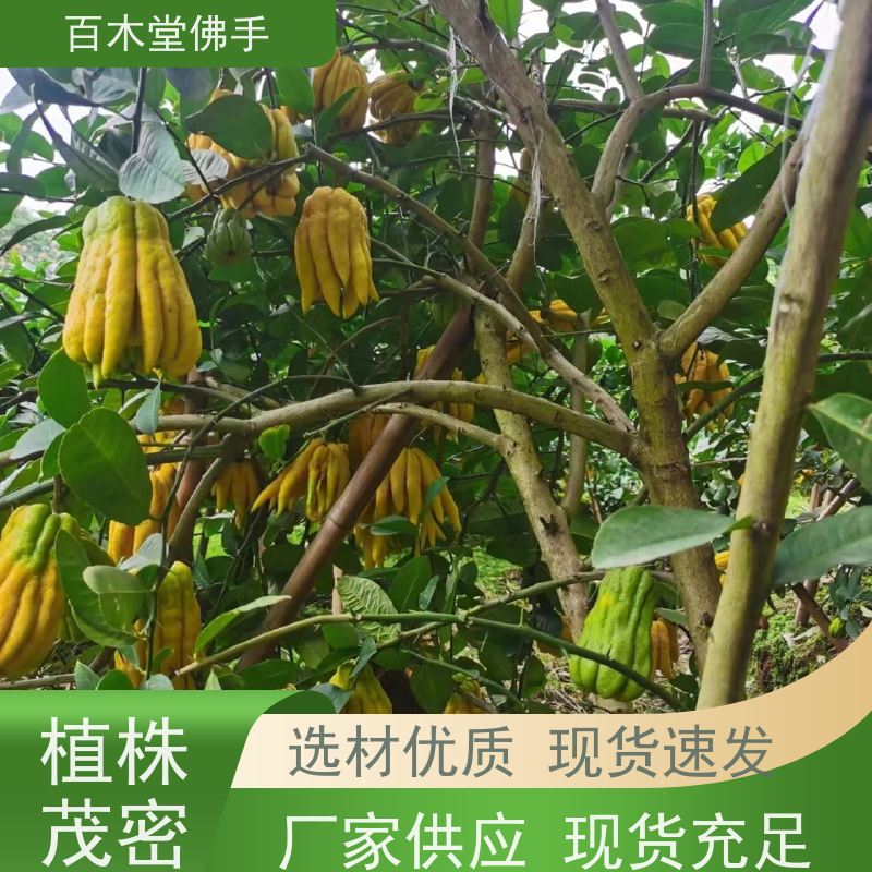 百木堂 佛手苗种植 树形丰富 成活率高 园林景区栽植
