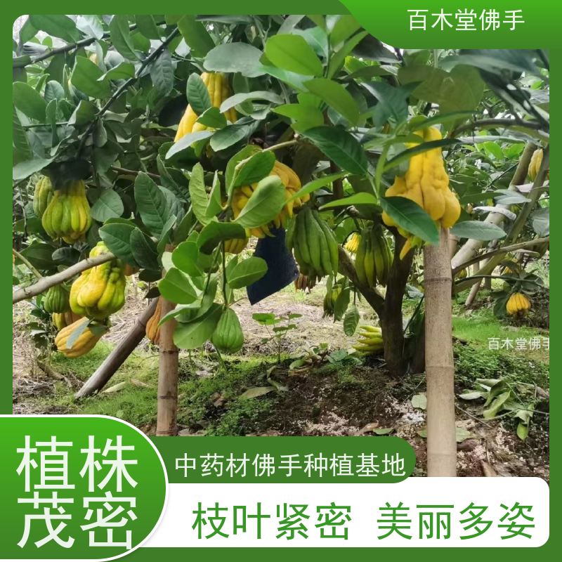 百木堂 佛手柑苗出售 适用性强 规格齐全 道路绿化行道苗