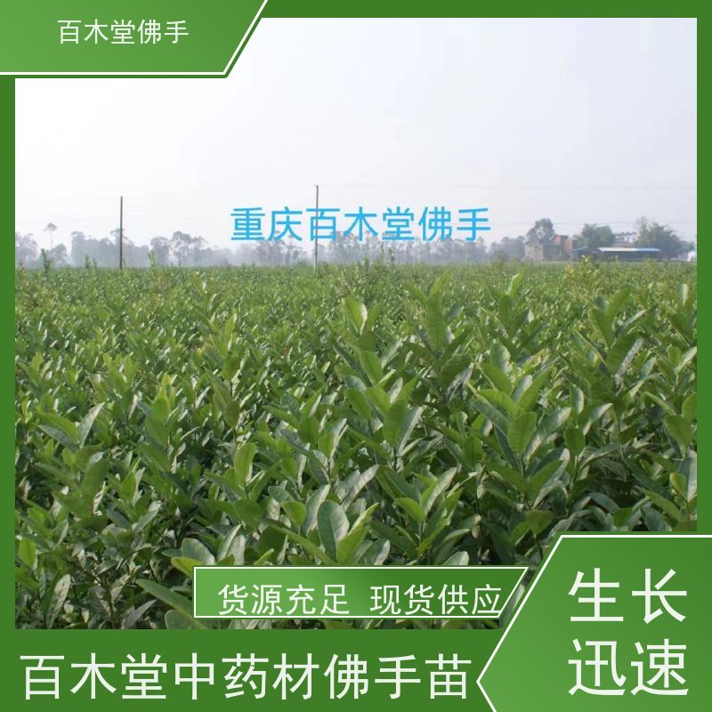 百木堂 中药材苗种植 造型优美 易成活 种苗基地直供