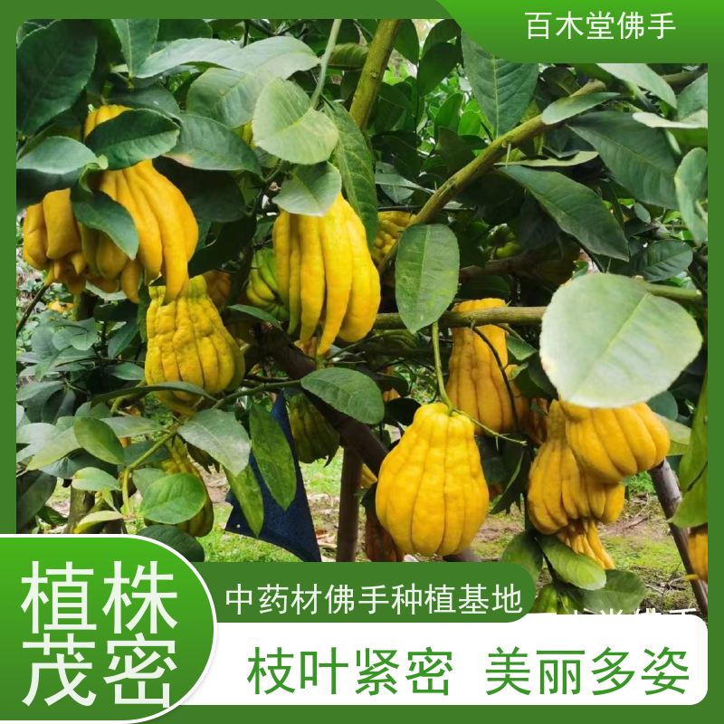 百木堂 佛手柑苗技术 高成活率 较耐干旱 中药材种植基地 