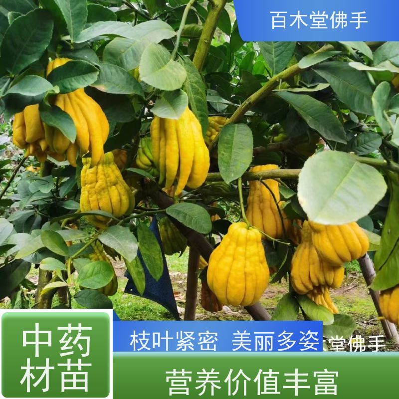 百木堂 乐山佛手苗 植株茂密 生长迅速 中药材种植基地 