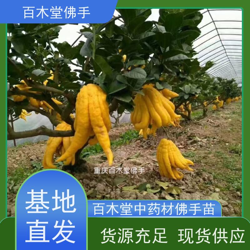 百木堂 佛手柑苗出售 树形丰富 成活率高 园林景区栽植