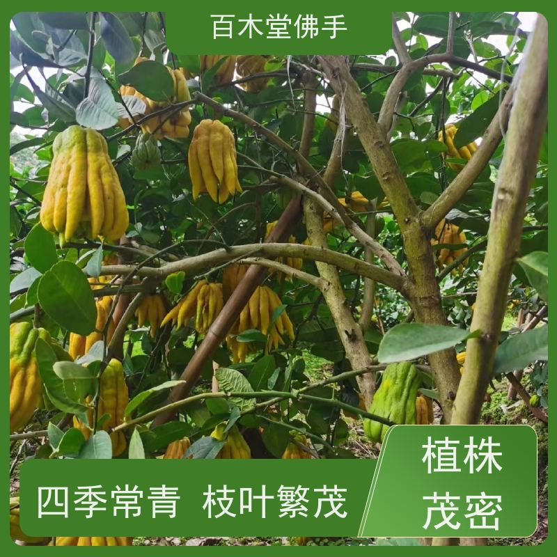 百木堂 佛手苗基地 观赏植物 附加值高 城市景观绿化树 