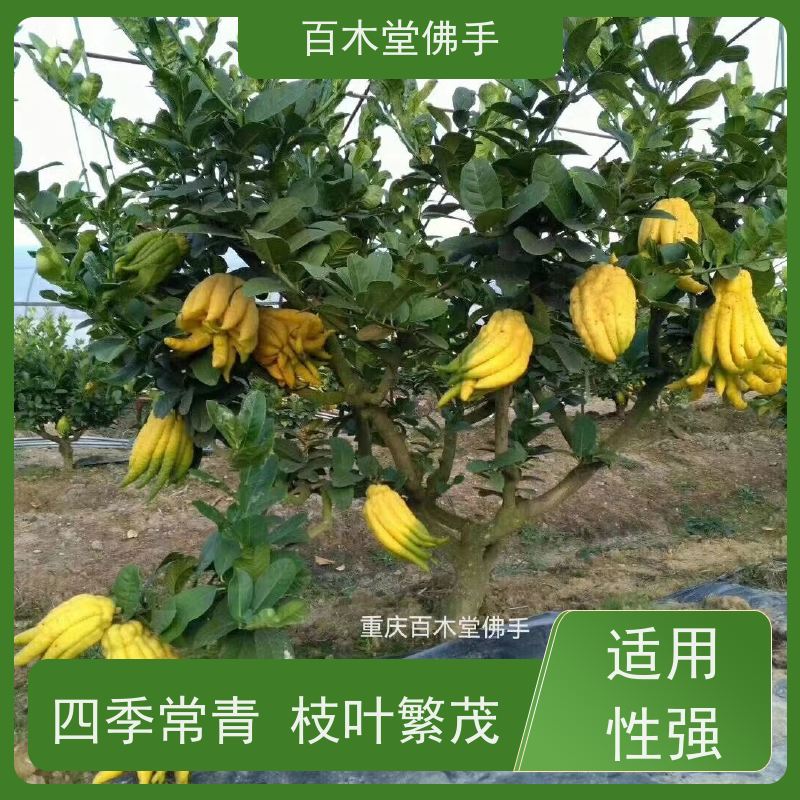 百木堂 乐山佛手苗 枝叶紧密 美丽多姿 种苗基地直供