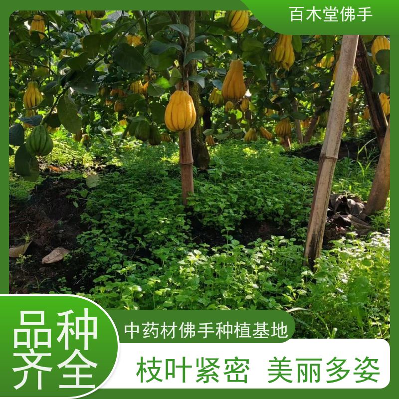 百木堂 成 都佛手苗 观赏植物 附加值高 中药材种植基地 