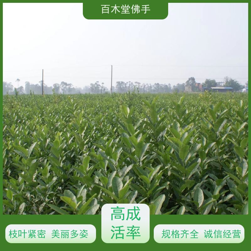 百木堂 福 建佛手苗 造型优美 易成活 道路绿化行道苗
