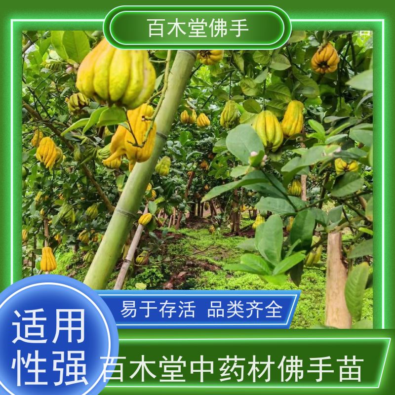 百木堂 高 县佛手苗 观赏植物 附加值高 园林景区栽植