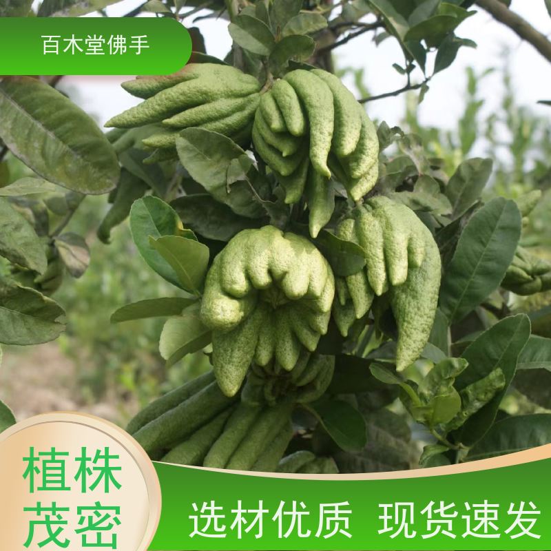 百木堂 佛手柑 植株茂密 生长迅速 种苗基地直供