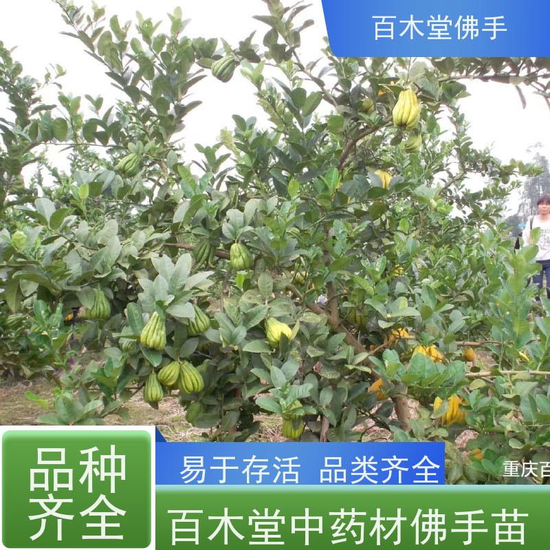 百木堂 肇 庆佛手苗 产量高 用途广泛 园林景区栽植