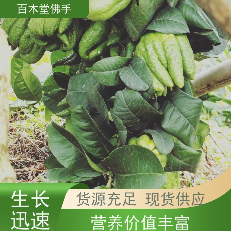 百木堂 达 州佛手苗 生长环境适应性强 道路绿化行道苗