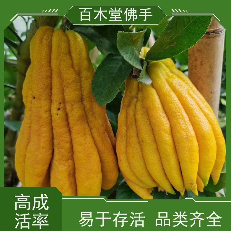 百木堂 玉 林佛手苗 高成活率 较耐干旱 种苗基地直供