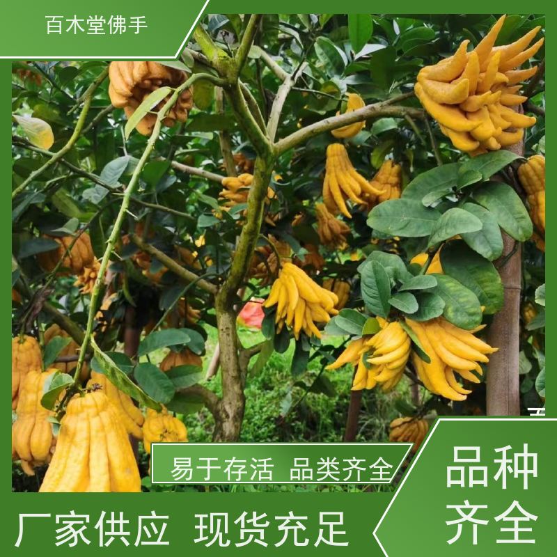 百木堂 合 江佛手苗 树形丰富 成活率高 种苗基地直供