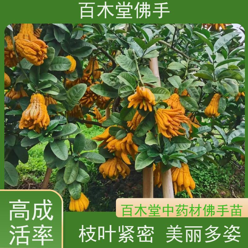 百木堂 梧 州佛手苗 产量高 用途广泛 园林景区栽植