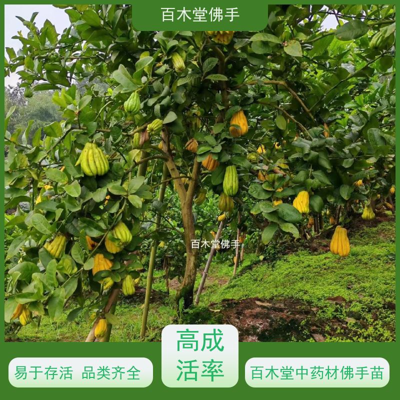 百木堂 合 江佛手苗 树形丰富 成活率高 城市景观绿化树 