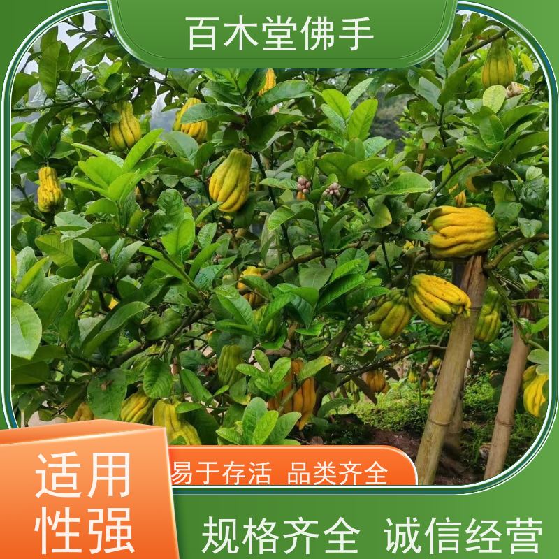 百木堂 仁 寿佛手苗 产量高 用途广泛 中药材种植基地 