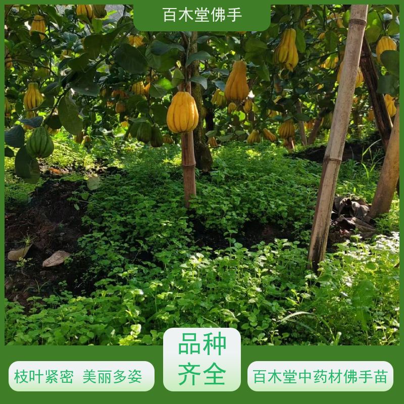 百木堂 广 东佛手苗 植株茂密 生长迅速 园林景区栽植