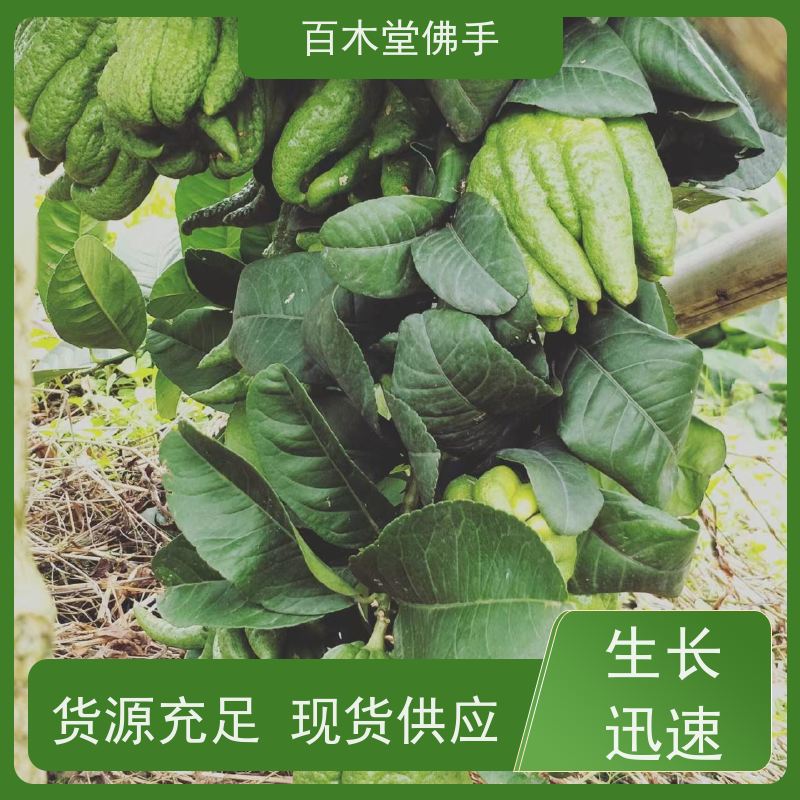 百木堂 川佛手苗 产量高 用途广泛 种苗基地直供