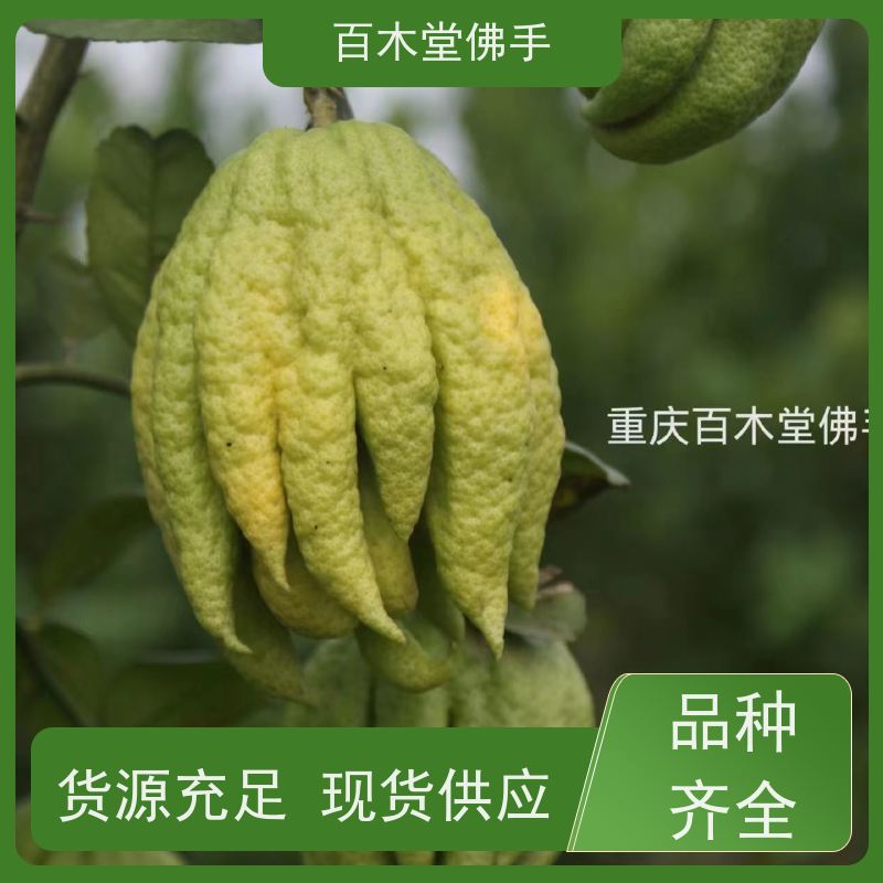 百木堂 乐 山佛手苗 观赏植物 附加值高 种苗基地直供 