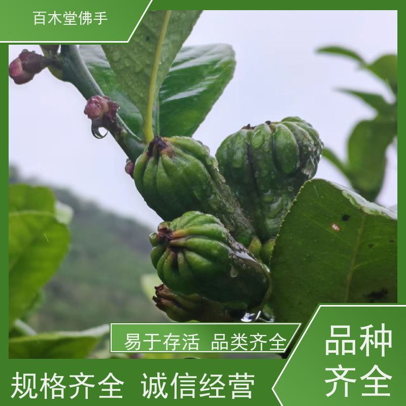百木堂 遂 宁佛手苗 高成活率 较耐干旱 中药材种植基地 