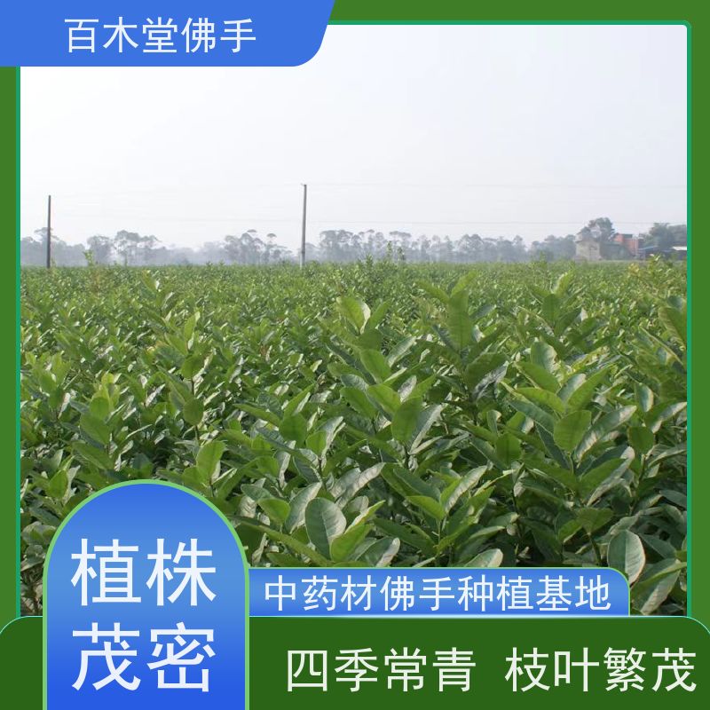 百木堂 忠 县佛手苗 观赏植物 附加值高 种苗基地直供 
