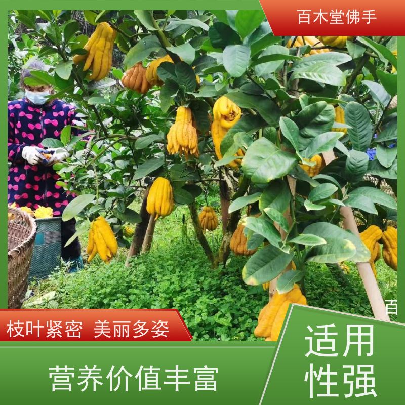 百木堂 内 江佛手苗 观赏植物 附加值高 品种齐全