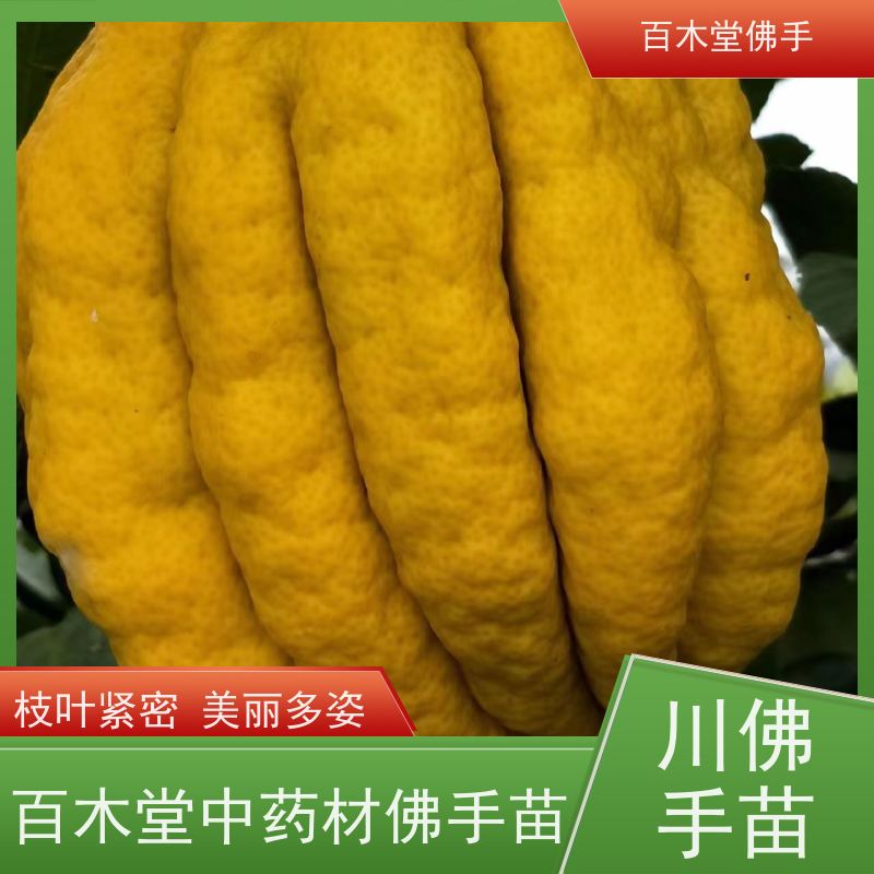 百木堂 佛手苗出售 枝叶紧密 美丽多姿 植株茂密