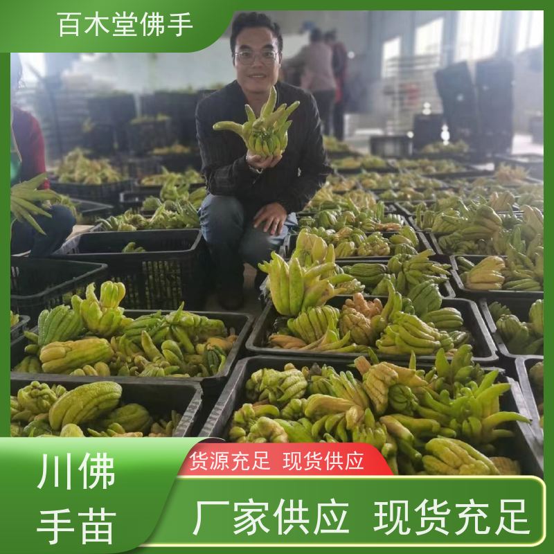 百木堂 乐 山佛手 可作为盆景摆设 货源充足 中药材种植基地 