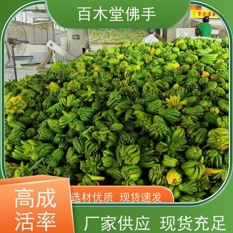 百木堂 石 柱佛手 枝叶紧密 美丽多姿 道路绿化行道苗