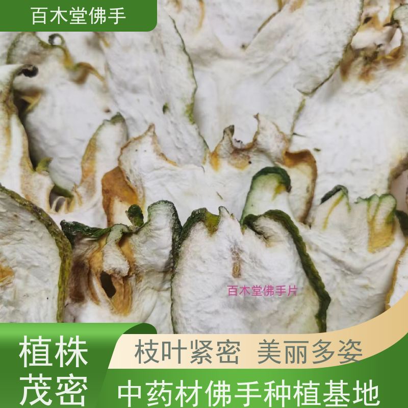 百木堂 自 贡佛手 生长环境适应性强 园林景区栽植