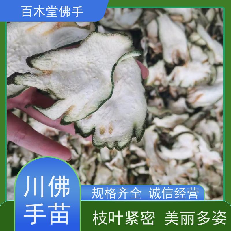 百木堂 沪 州佛手 可作为盆景摆设 货源充足 园林景区栽植