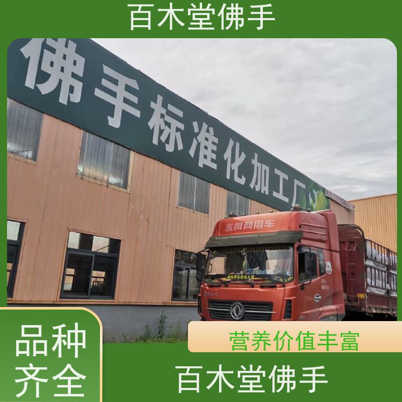 百木堂 巴 中佛手 可作为盆景摆设 货源充足 道路绿化行道苗