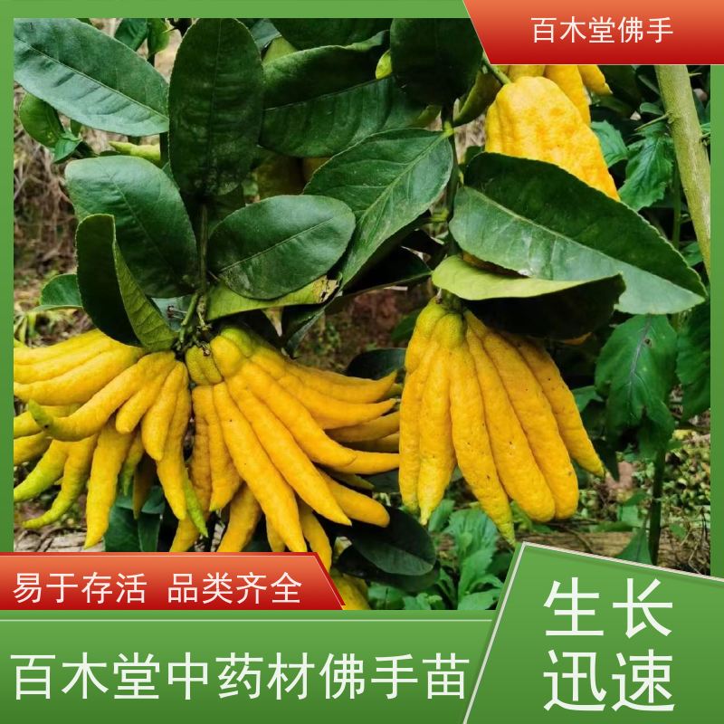 百木堂 綦 江佛手 树形丰富 成活率高 园林景区栽植
