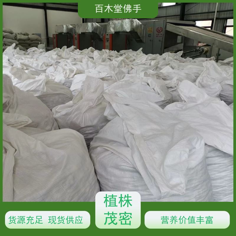 百木堂 遂 宁佛手 可作为盆景摆设 货源充足 园林景区栽植