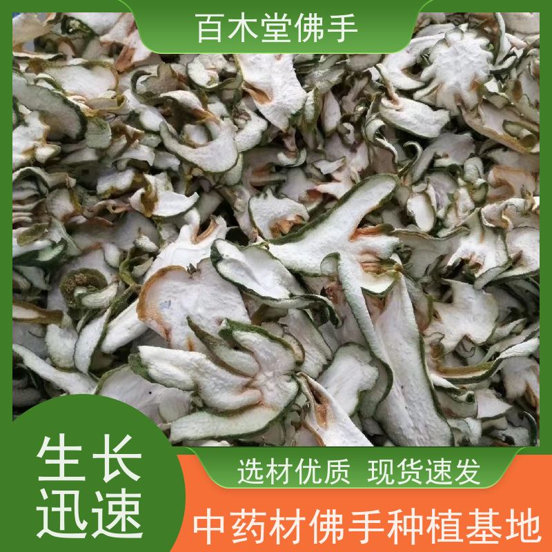 百木堂 石 柱佛手 观赏植物 附加值高 道路绿化行道苗