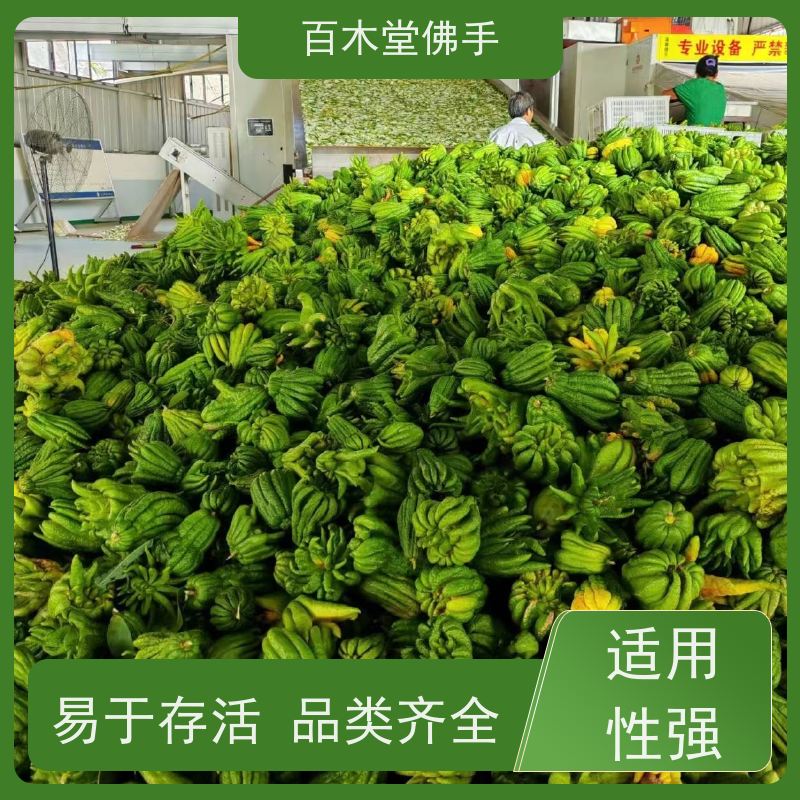 百木堂 佛手 枝叶紧密 美丽多姿 中药材种植基地 