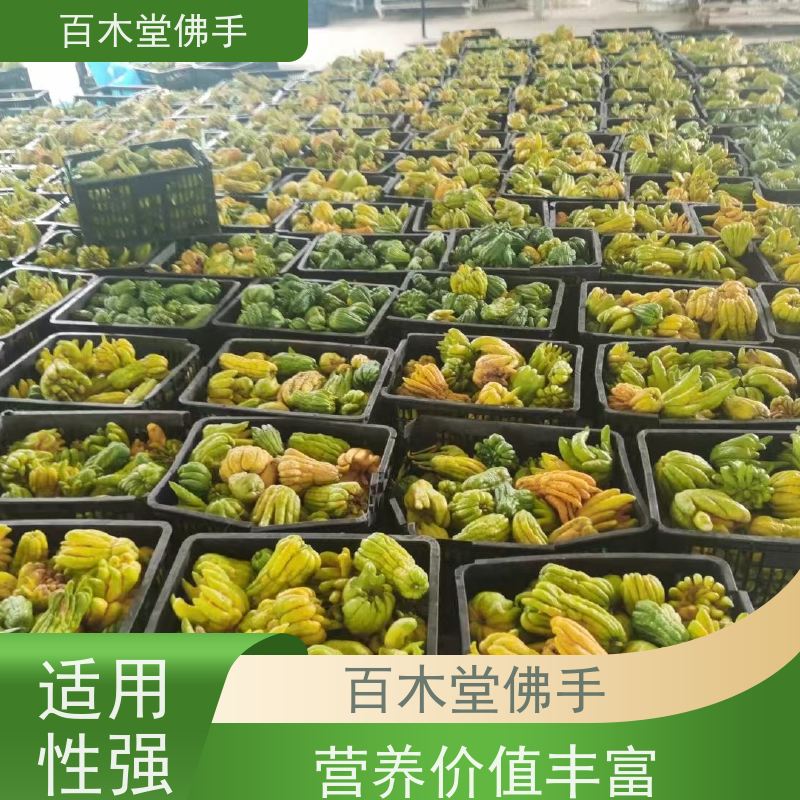百木堂 自 贡佛手 适用性强 规格齐全 中药材种植基地 