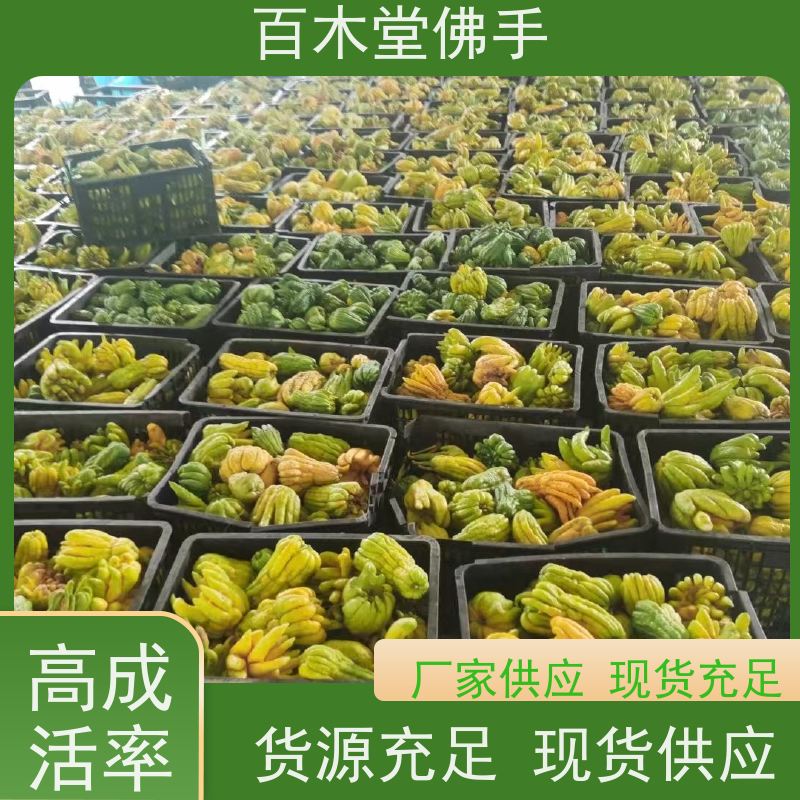 百木堂 石 柱佛手 产量高 用途广泛 种苗基地直供