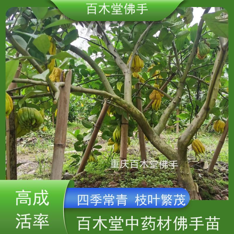 百木堂 梁 平佛手 观赏植物 附加值高 种苗基地直供 