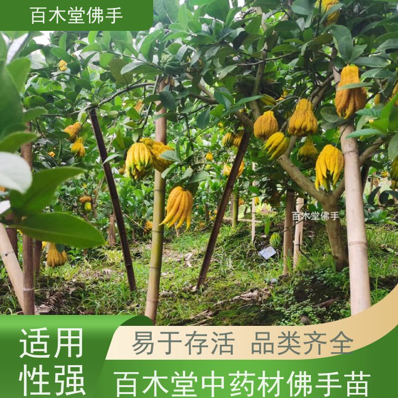 百木堂 犍 为佛手 适用性强 规格齐全 用于室内外盆景