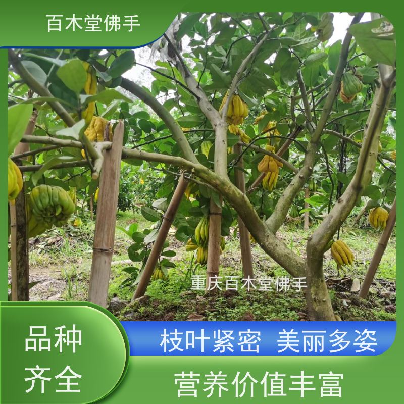 百木堂 自 贡佛手 树形丰富 成活率高 用于庭院装饰