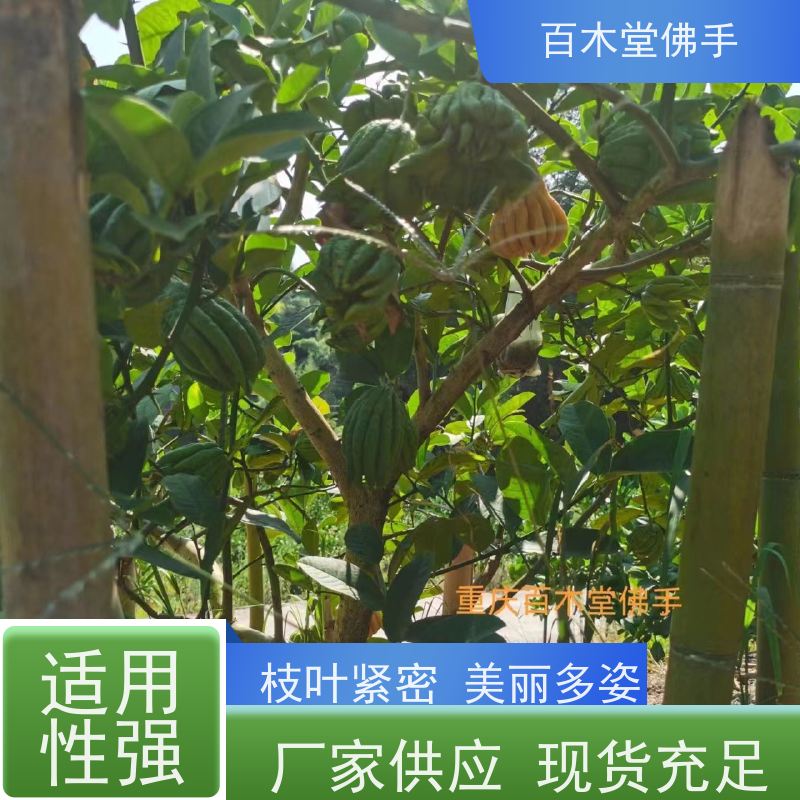 百木堂 犍 为佛手 园林景区栽植 用于室内外盆景