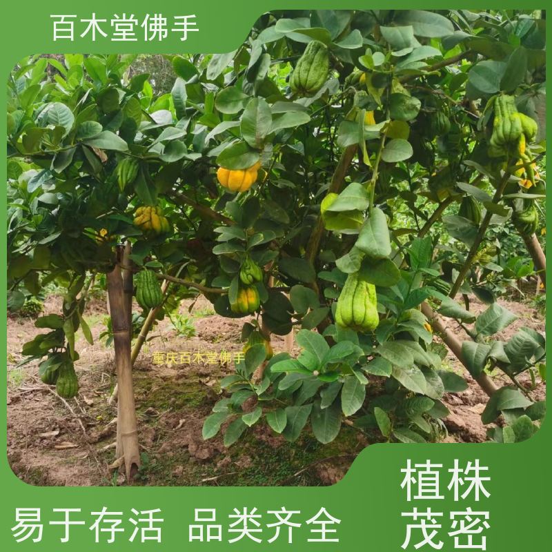 百木堂 万 州佛手 园林景区栽植 用于室内外盆景